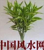 宣城十二生肖养什么植物最旺财运？你知道吗！