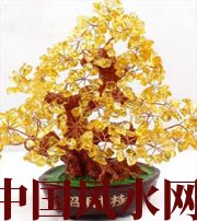 宣城买了招财植物却不能发财，是方位摆错了！